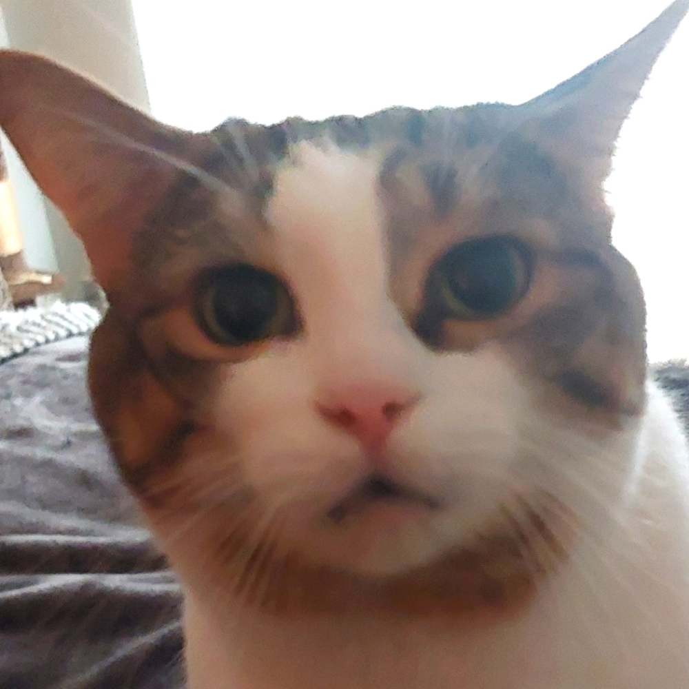 Meet your Posher, Avaadele